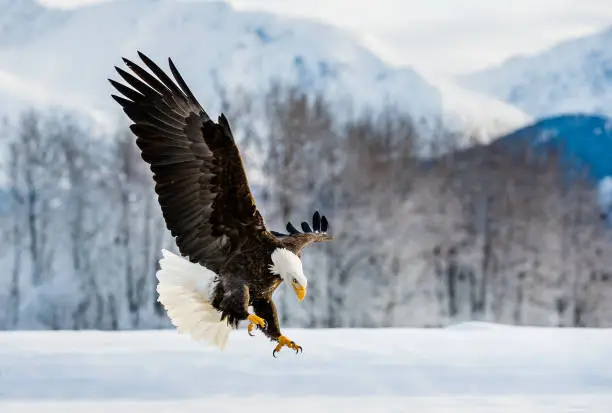 Adult Bald Eagle ( Haliaeetus leucocephalus washingtoniensis ) in flight. Alaska in snow