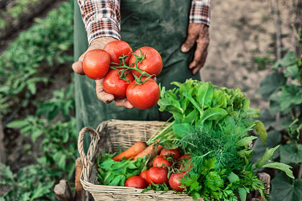 viejo trabajador de la granja mostrando un montón de tomates - farm farmer vegetable field fotografías e imágenes de stock