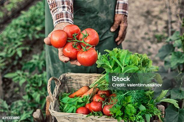 Old Farm Worker Showing A Bunch Of Tomatoes Stock Photo - Download Image Now - Vegetable, Tomato, Farm