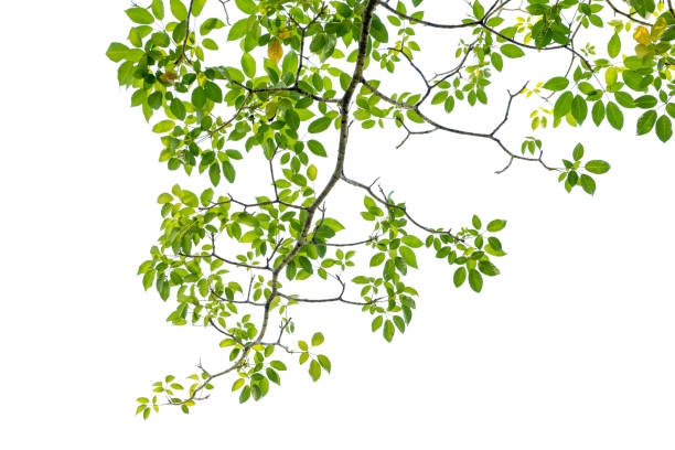 istock Close up of a tree branch on white 639334584