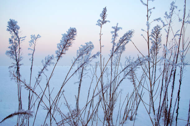 istock Plants in the snow 639334896