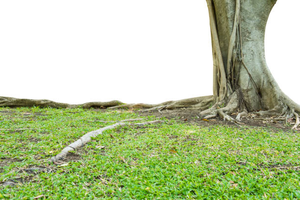 istock Roots of a tree isolated on white background 639335632