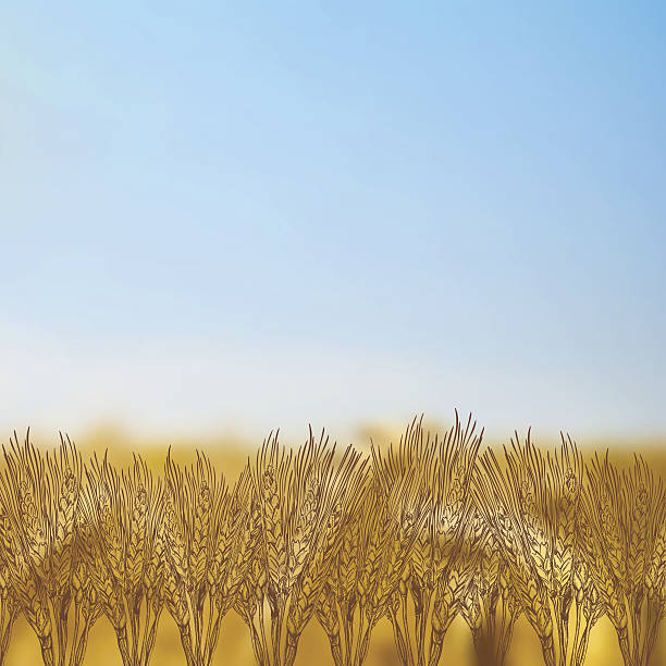 getreide verschwommener hintergrund - sepia toned field wheat sign stock-grafiken, -clipart, -cartoons und -symbole