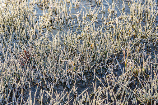 Closeup of blades of grass covered with hoarfrost above the ice of a flooded area on a sunny morning in the winter season.