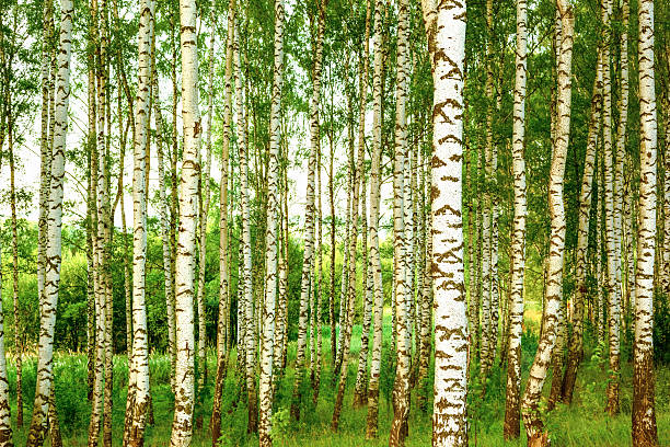 istock summer in sunny birch forest 639336274