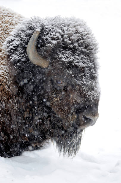 istock Bison portrait in winter 639338282