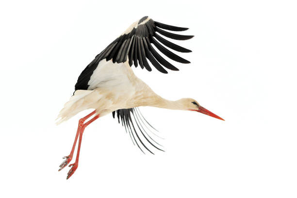 istock Stork in the winter park 639338964