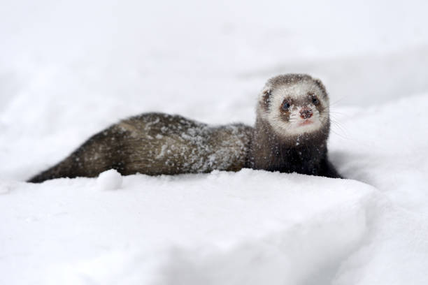 istock Wild ferret in snow 639339288