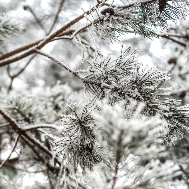 istock fir branch covered with ice 639339346
