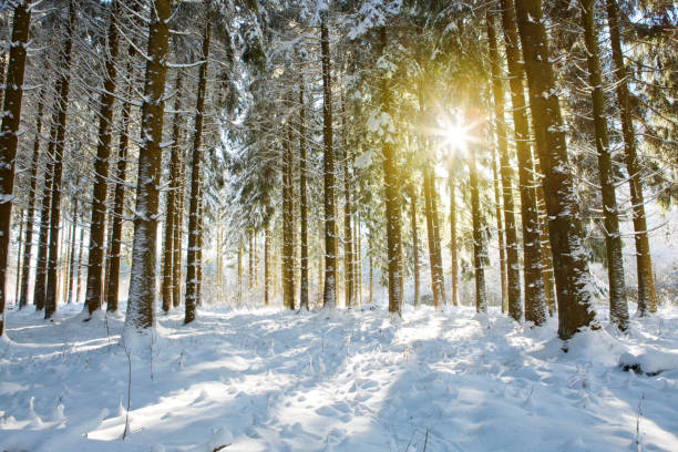 istock Sunset in winter forest. 639339888