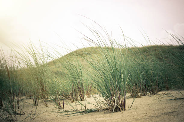 istock View of Dead Dunes, Nida, Klaipeda, Lithuania. 639339986