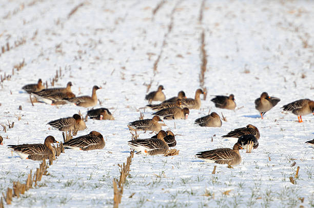 istock Greylag goose resting on field in winter time. (Havelland Germany) 639340394