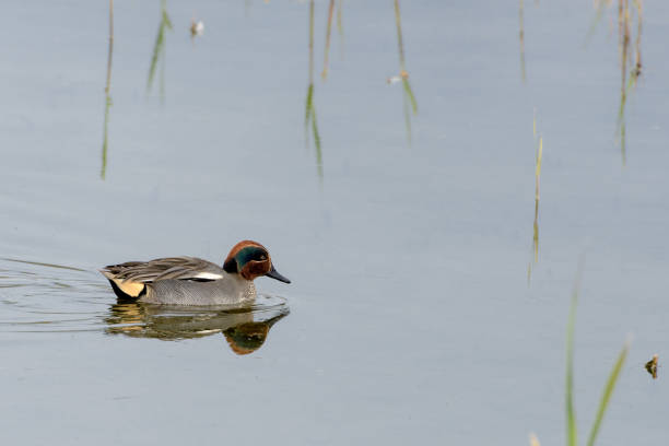 istock Duck swimming; reflection on quiet pond waters 639347960