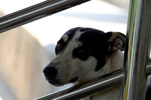 istock The lonely dog, 639349058