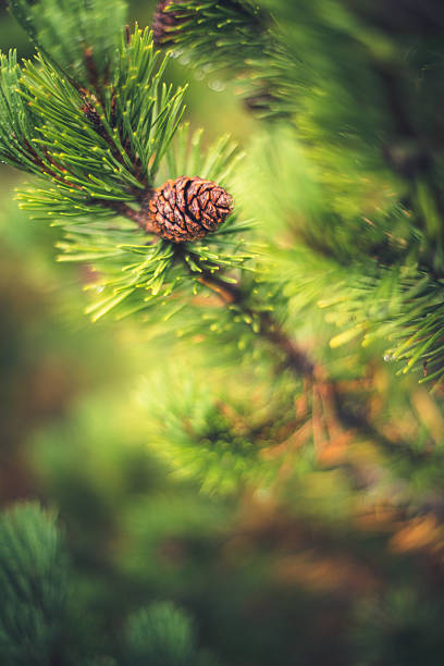 istock Close-up of pine branch 639349840