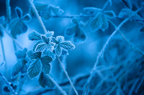 istock Blue frosty leaves background 639350096
