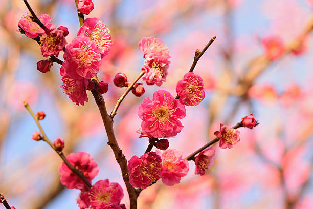 3,600+ Chinese Plum Japanese Apricot Bloom White Flower Beautiful