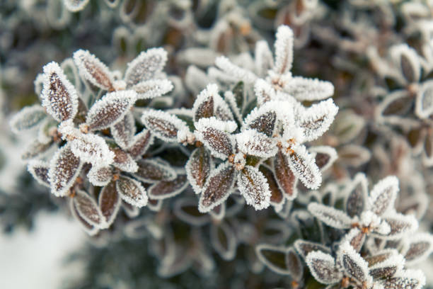 istock Branch boxwood with cones in snow. 639353344