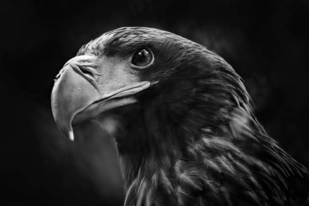 istock Steller's sea eagle 639353442