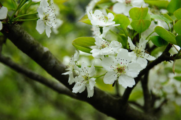 istock Blooming plum flowers in garden 639356090