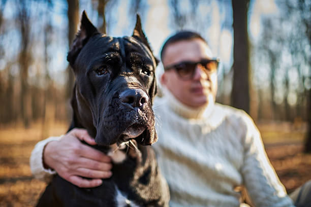 Cane Corso and his owner Close up shot of Cane Corso dog in the park. His owner is defocused in the background. cane corso stock pictures, royalty-free photos & images