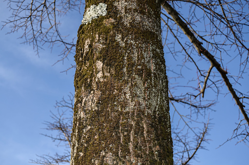 Trunk with a clear sky as background and some branches with no leaves.