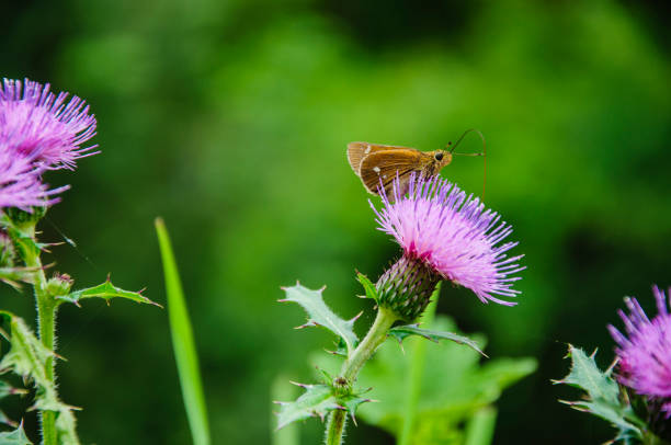 The moth and flower closeup in garden.