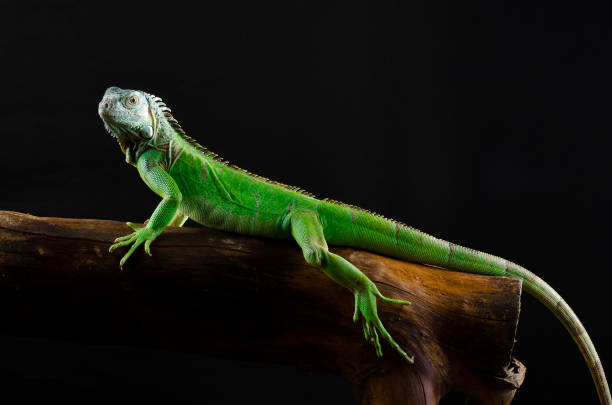 istock Portrait of a large iguana in the studio 639361904