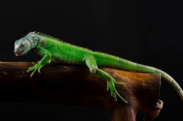 istock Portrait of a large iguana in the studio 639361948