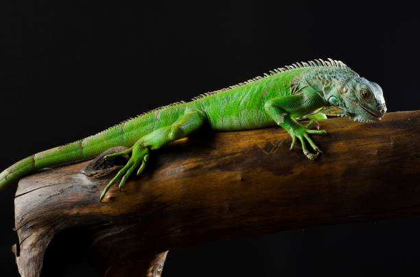 istock Portrait of a large iguana in the studio 639362004