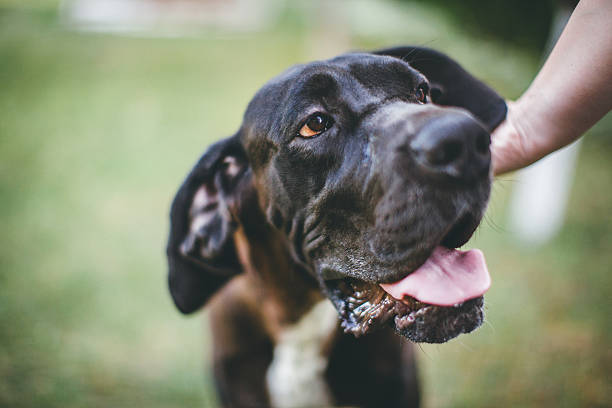 istock Portrait of Great Dane 639362366