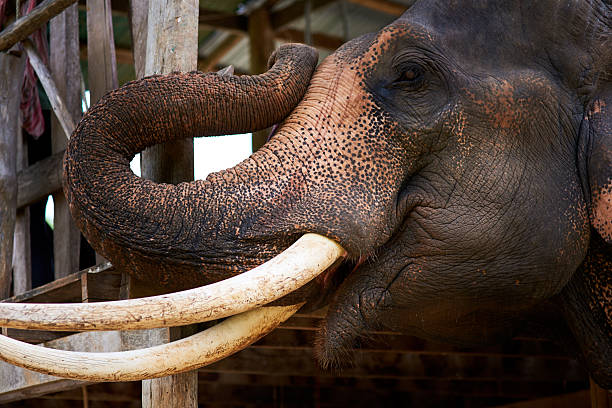 istock One of wildlife's giants 639362436
