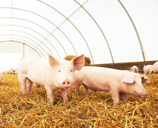 istock young piglet on hay at pig farm 639363884