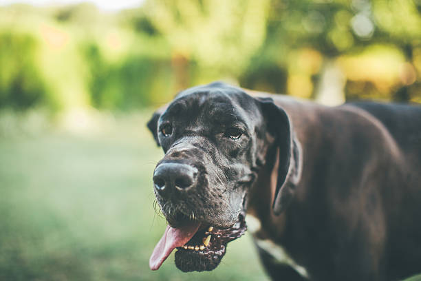istock Thirsty dog after playing 639364562