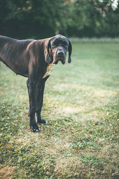 istock Focused on being a great watchdog 639364810