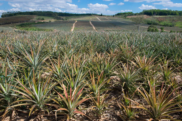 istock Fresh pineapple planting in farm 639365234