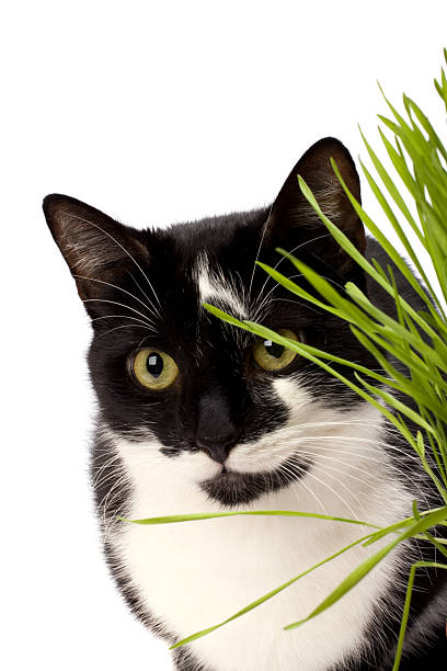 istock cat in grass isolated on white background 639369456