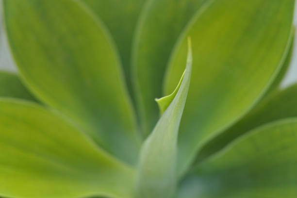 istock Evergreen succulent plant close up background 639369650