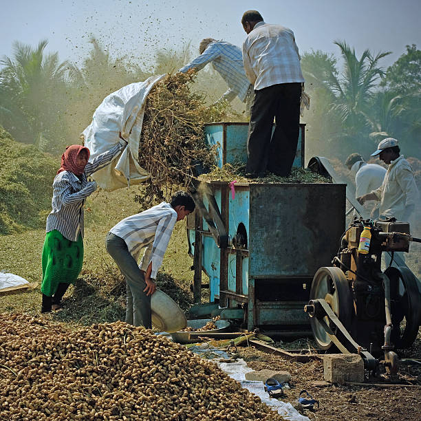 Gujarat, India - November 1, 2016: An unidentified farmer and members of his extended family bring in the peanut harvest on his smallholding. Peanuts, along with castor oil plants, cotton, onions and bananas, are the principal crops grown in the state