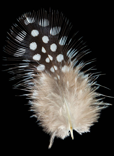 istock Guineafowl feather on black background 639371038