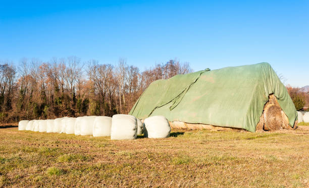 istock Hay bales in row in provisional barn 639371480