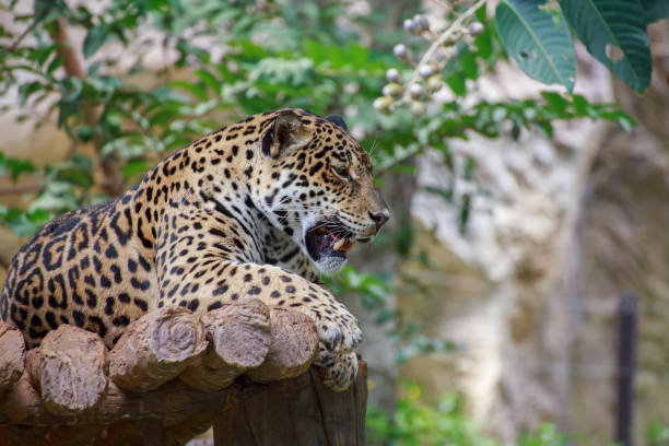 istock Tiger on the timber. 639372134
