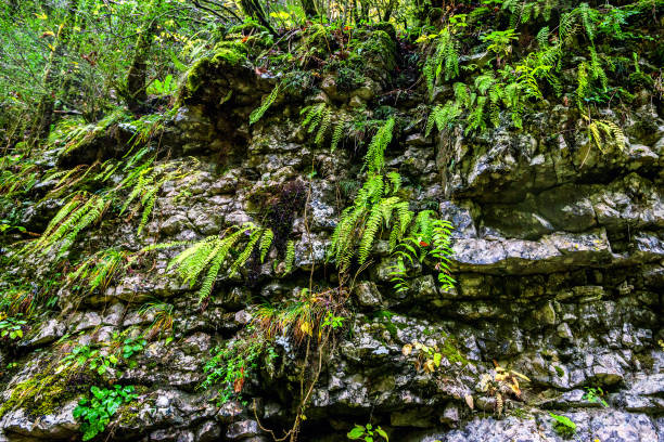 istock Scenic view with ferns 639372224