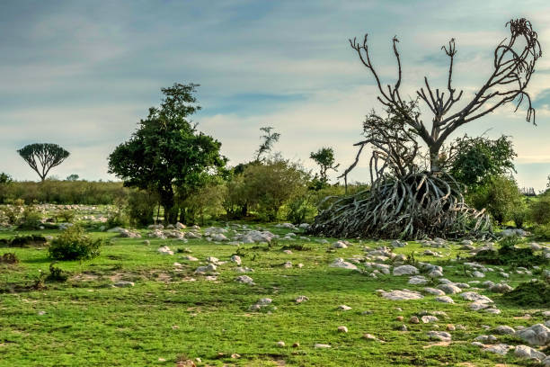 Scenic view of savannah in Great Rift Valley in Africa