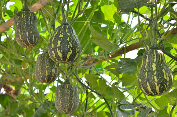 istock Pumpkin in a traditional vegetable garden 639375974