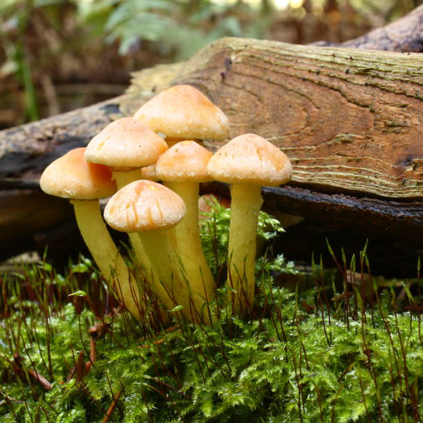 istock Sulfur tuft mushroom 639377144
