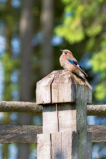 jay bird on a wooden column inhabitants of the forest