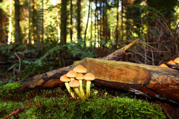 istock Sulfur tuft mushroom 639377550