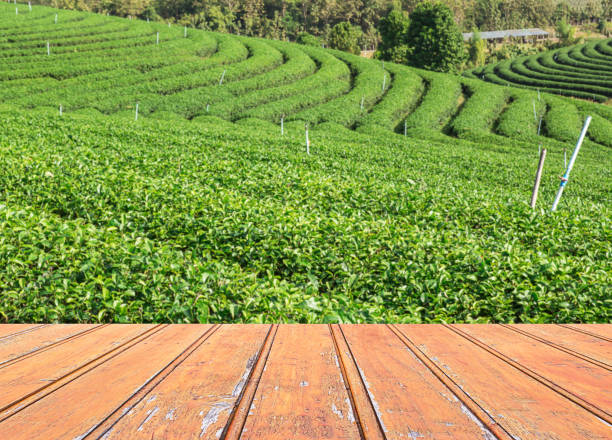 istock Wood terrace with tea plantation background 639378642