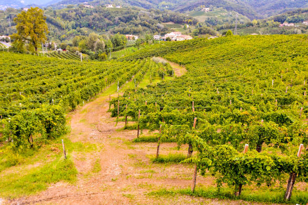 istock Vineyard Ready to Produce Wine 639379490